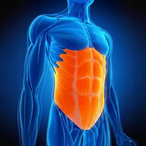 Photo anatomique mettant en évidence les muscles abdominaux
