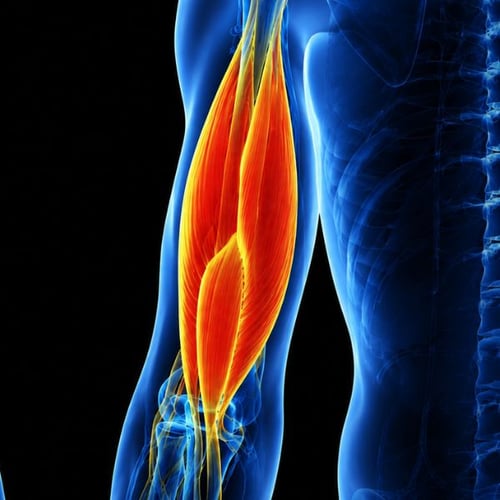 muscles de l'avant-bras