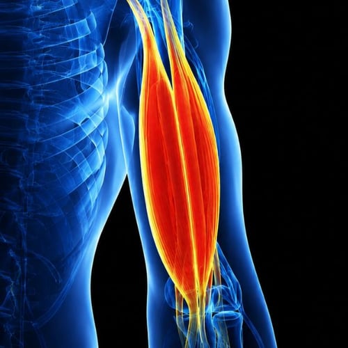 muscles de l'avant-bras