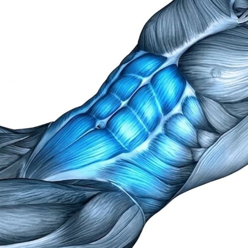 Image anatomique des muscles sollicités lors de l'exercice du hollow hold