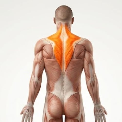 Une photo anatomique du dos d'un homme avec les muscles trapèzes mis en évidence