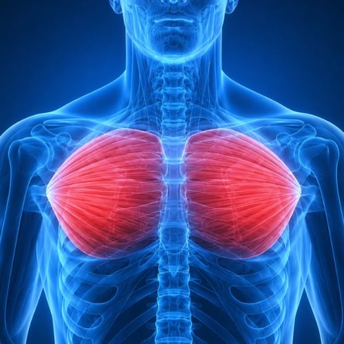 meilleurs exercices pectoraux